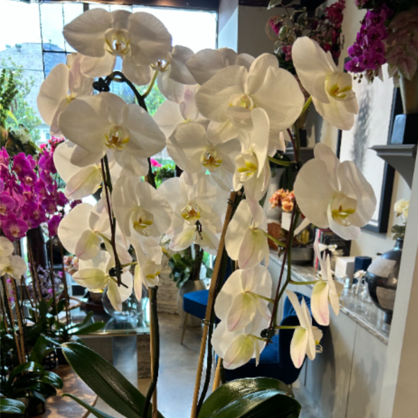 Premium Triple Cascading Orchid