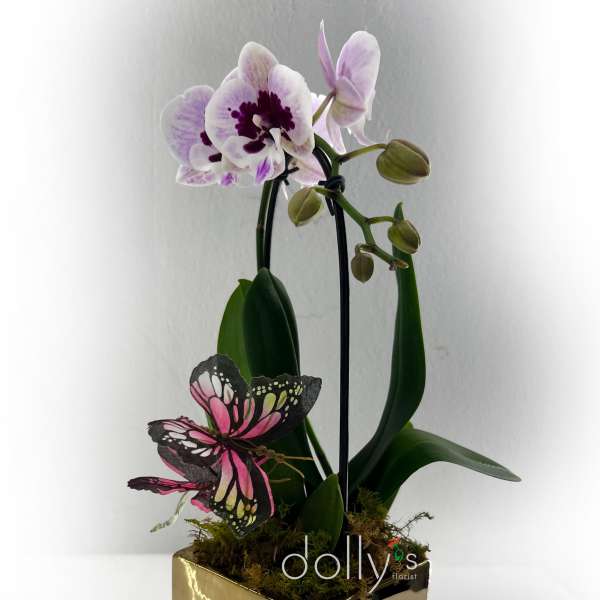 Mini-Orchid Plant