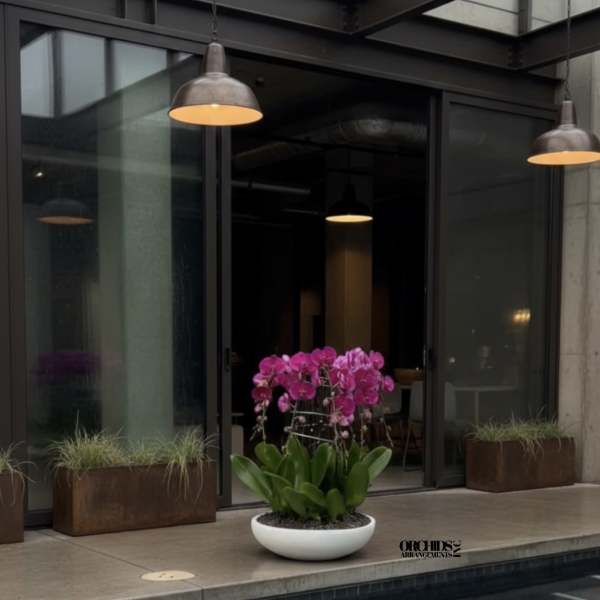 Pink orchids in a white bowl planter beside a pool