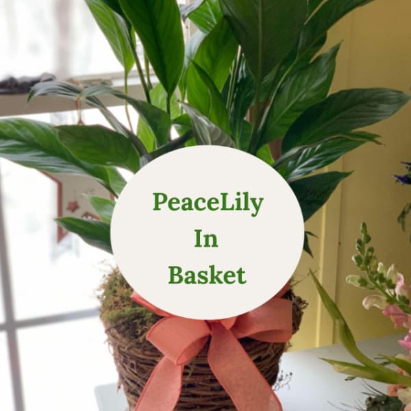 Peace Lily In Basket