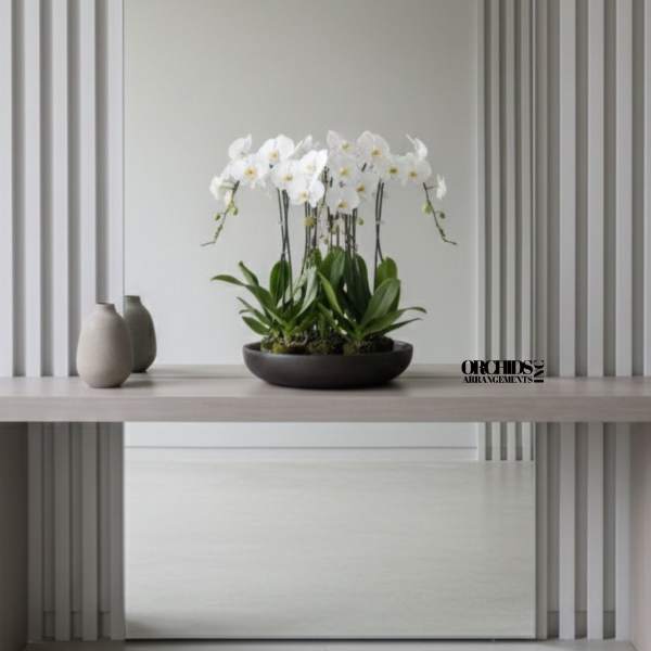 White orchid arrangement in a shallow dark bowl on a table