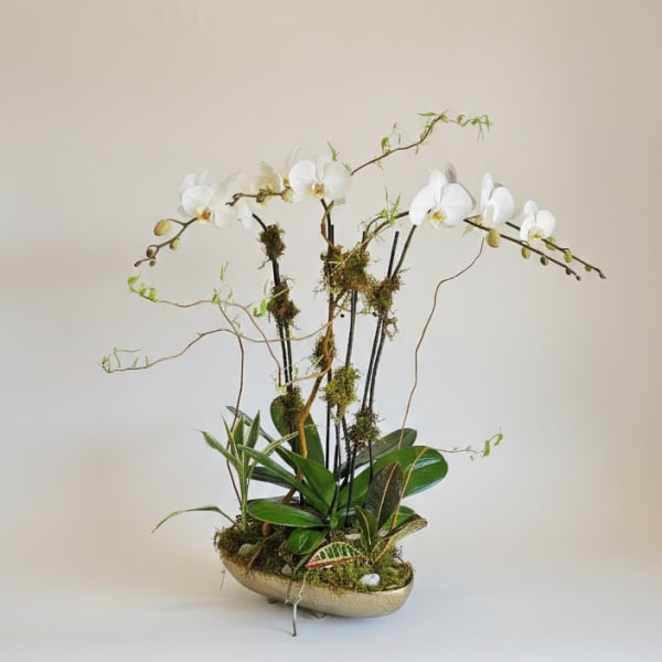 White orchids in a low oval planter with moss and green plants