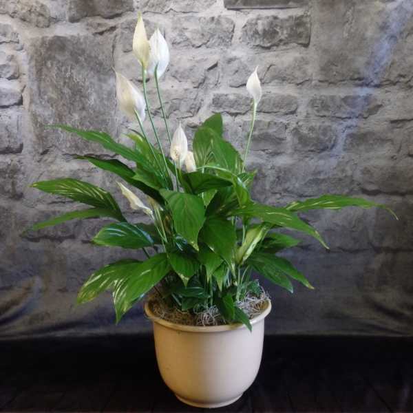 White peace lilies in a beige pot