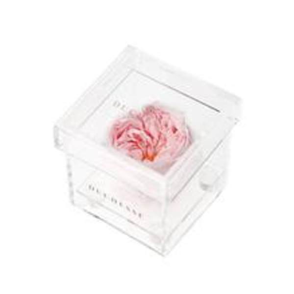 Single Pink Rose
