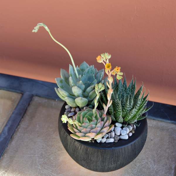 Succulent Trio Bowl