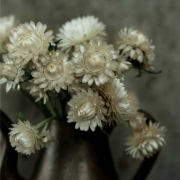 Cream-colored flowers in a dark vase