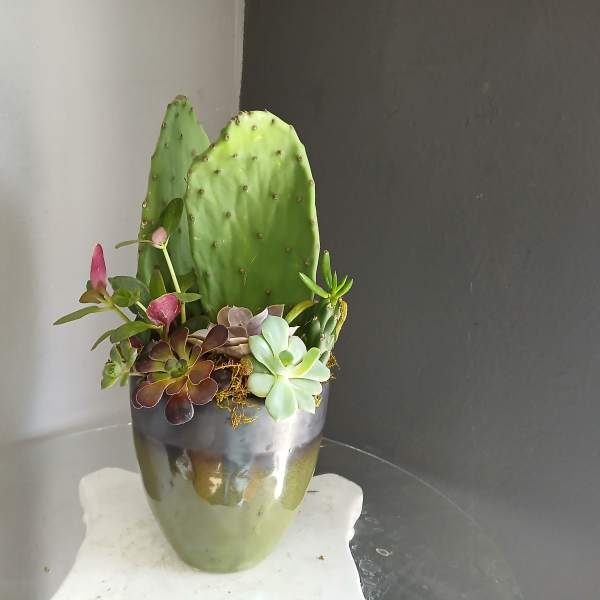 Paddle Cactus Mixed Pot