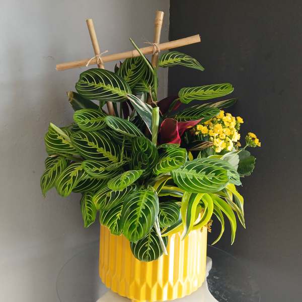 Mixed Planter #PL101