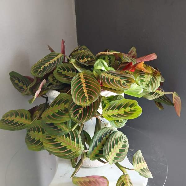 Prayer Plant