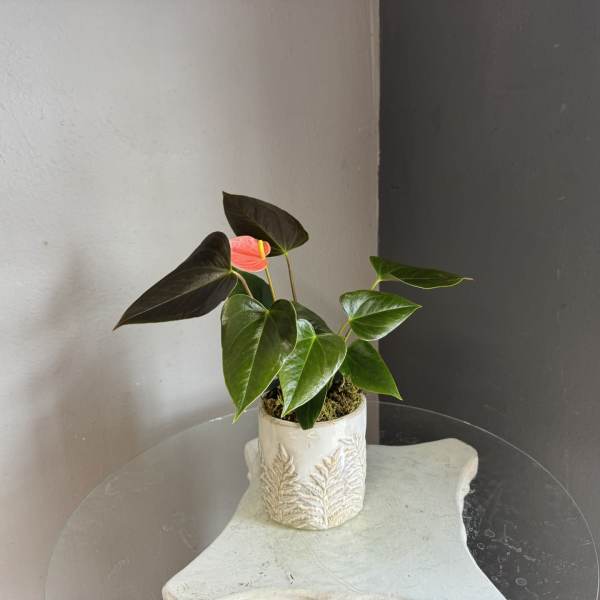 Pink Anthurium plant