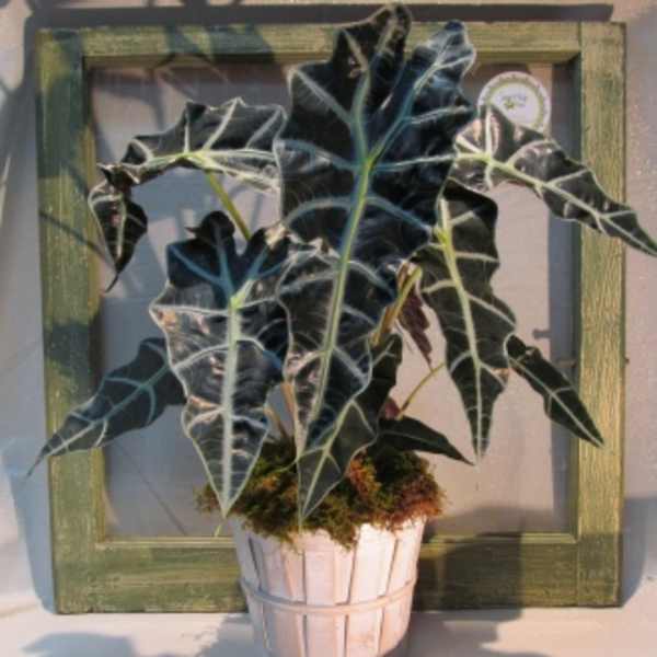 Potted plant with dark, arrow-shaped leaves in a white basket-style pot