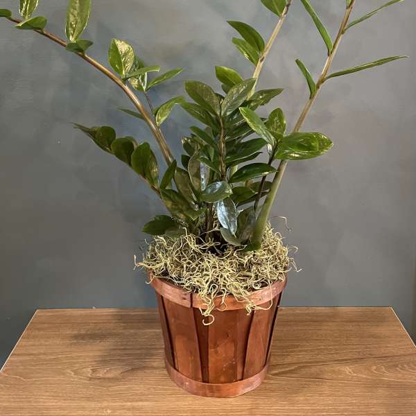Potted green plant with glossy leaves in a copper-colored container