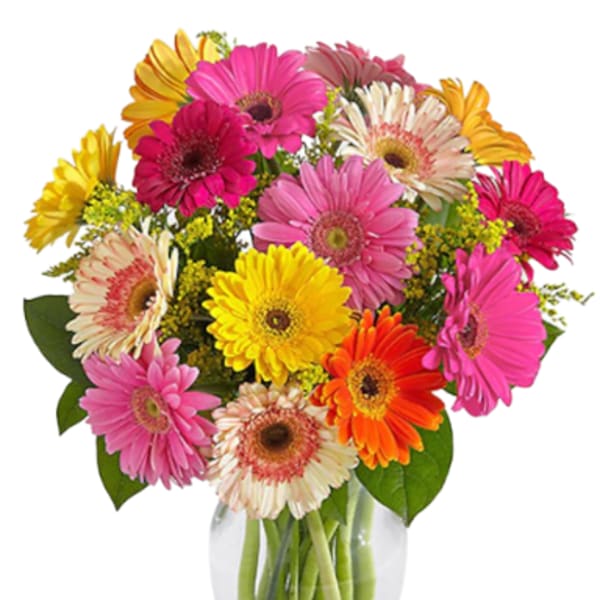 Mixed gerbera daisies in a clear glass vase