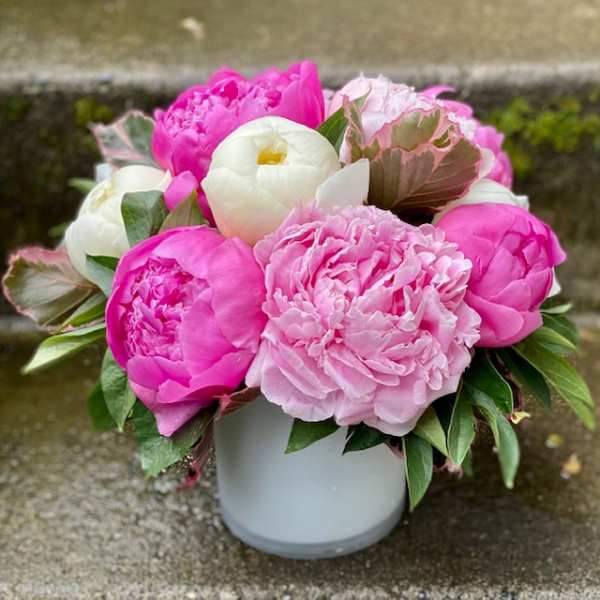 Pink and white peonies arranged in a white vase