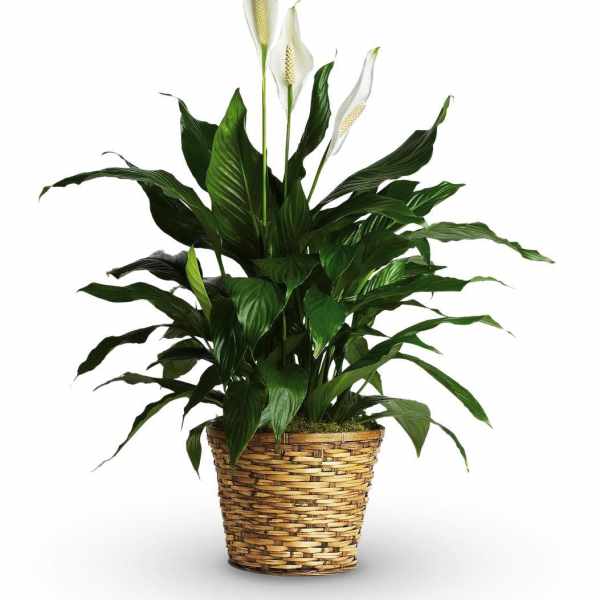 Simply Elegant Spathiphyllum - Premium