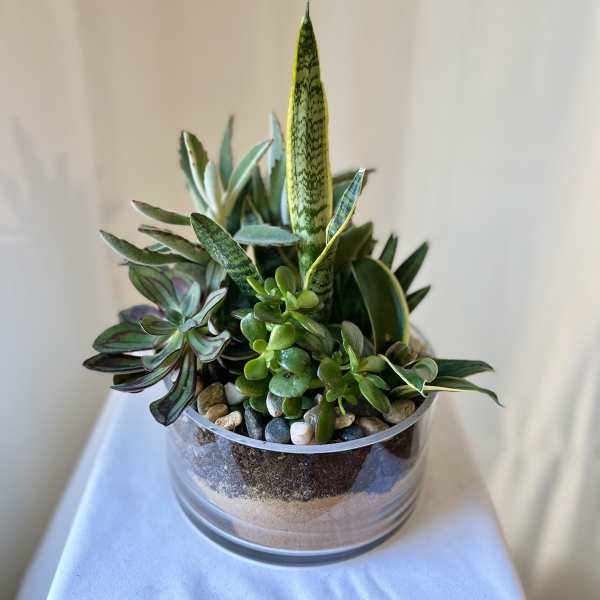 Succulent arrangement in a clear glass bowl with pebbles