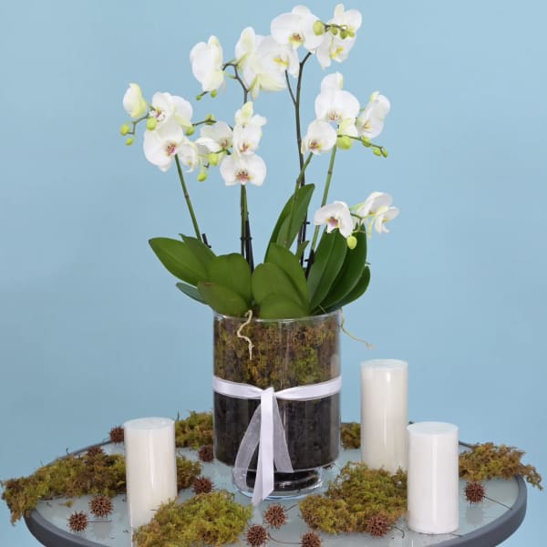 White orchids in a glass vase with moss and white candles