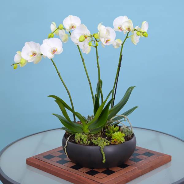 Low black bowl planter with white orchids and small succulents.