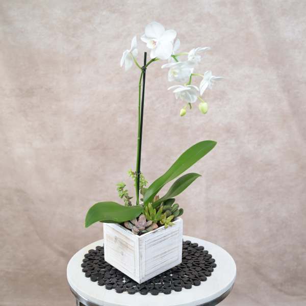 Tall white orchid plant with succulents in a white wooden box planter