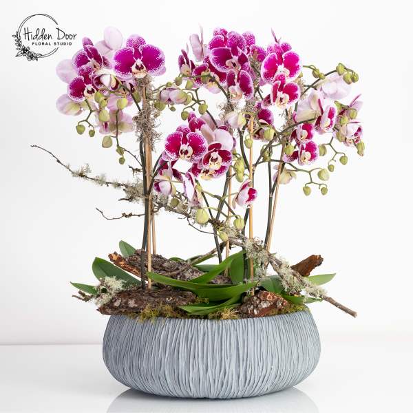 Pink and white orchids arranged in a textured gray planter