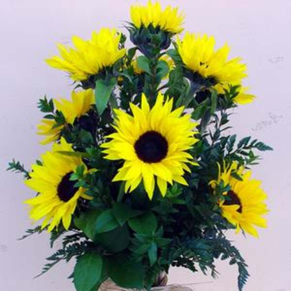 Sunflowers
