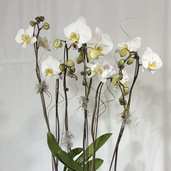 Double Triple White Phalaenopsis Orchid Planter