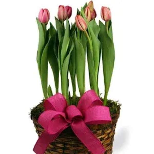 TULIP PLANT