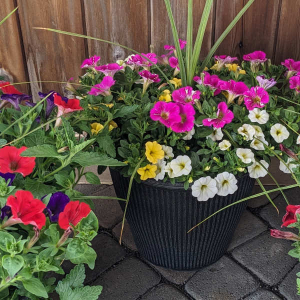 Colorful potted petunia arrangement in a black planter