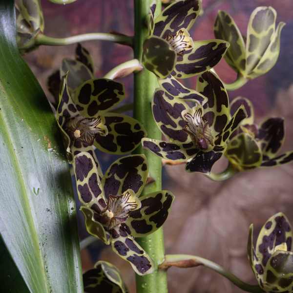 Grand Gram Orchid