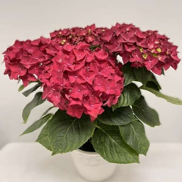 SPECIAL!! Large Gorgeous Red Hydrangea