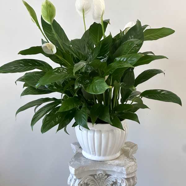 Serenity Spathiphyllum by Westford Florist Art by Veny