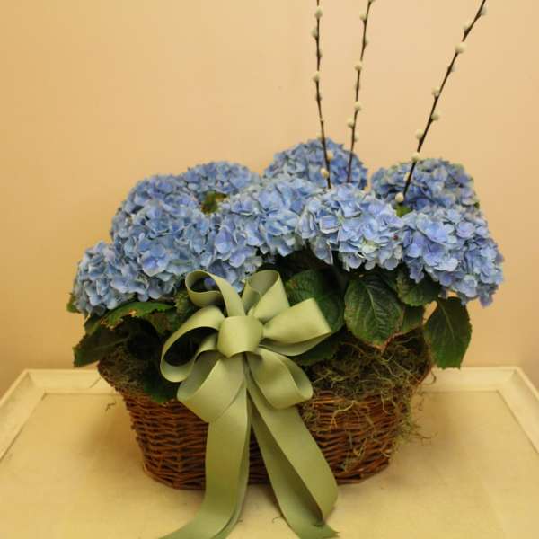 Deal of the Day blue hydrangea plants