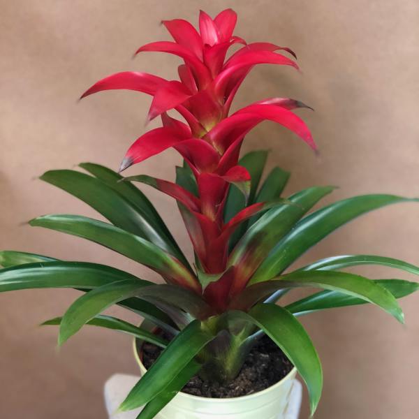 Potted bromeliad with bright red bracts and long green leaves