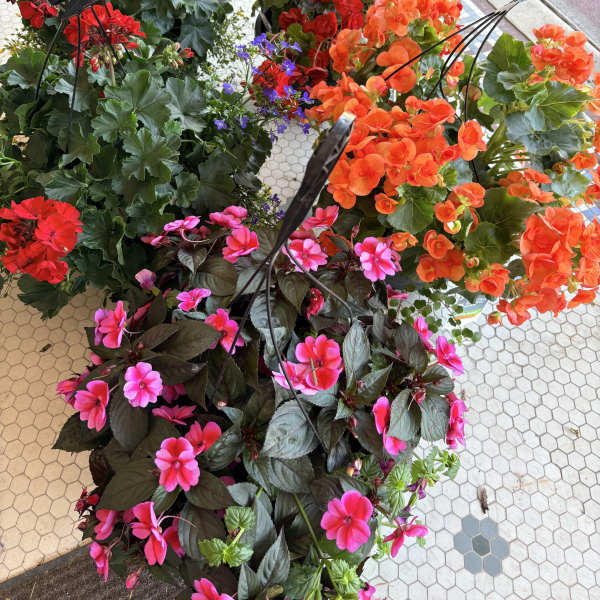 Hanging Baskets