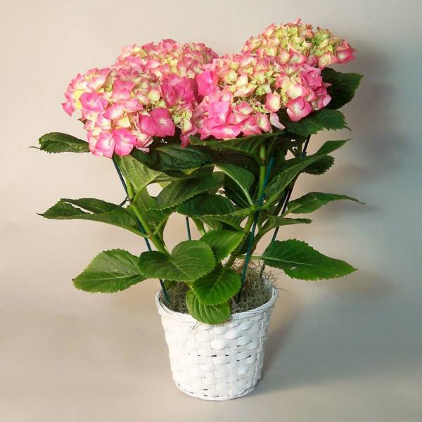 Hydrangea Plant