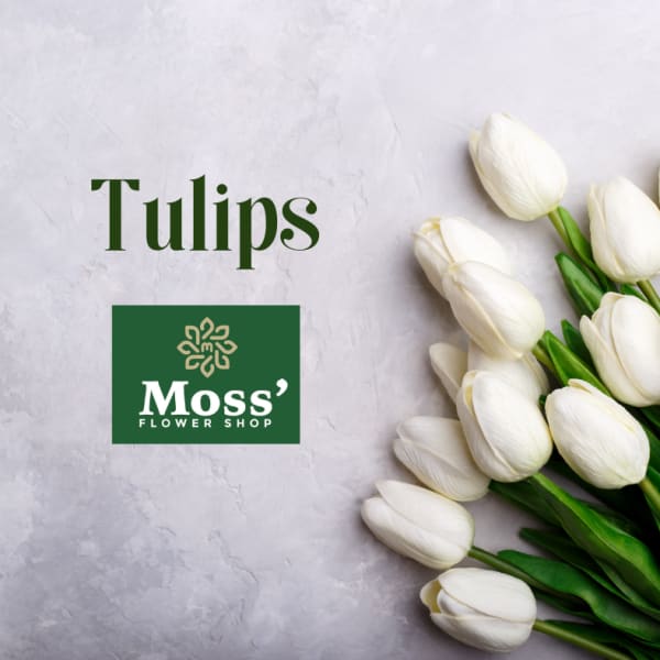 Dozen Mixed Color Tulips Wrapped