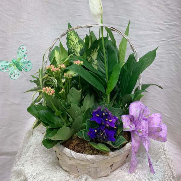 Dish Garden with Blooming Plants