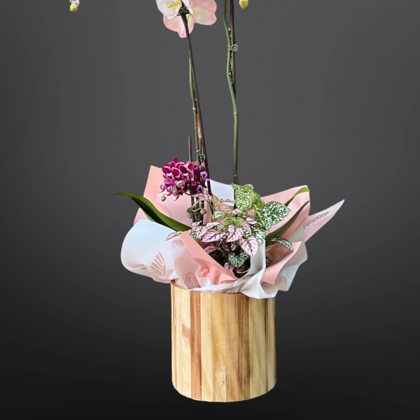 Glamorous orchid
