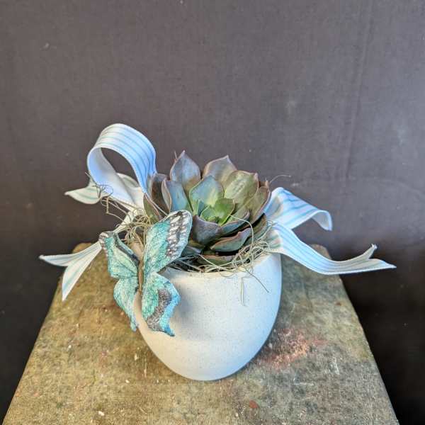 Fluttering Succulent