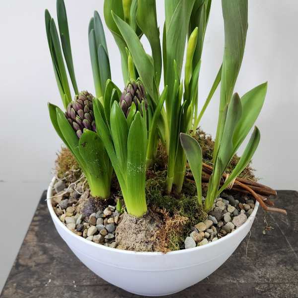 Potted arrangement of green leaves with purple flower buds in a white bowl