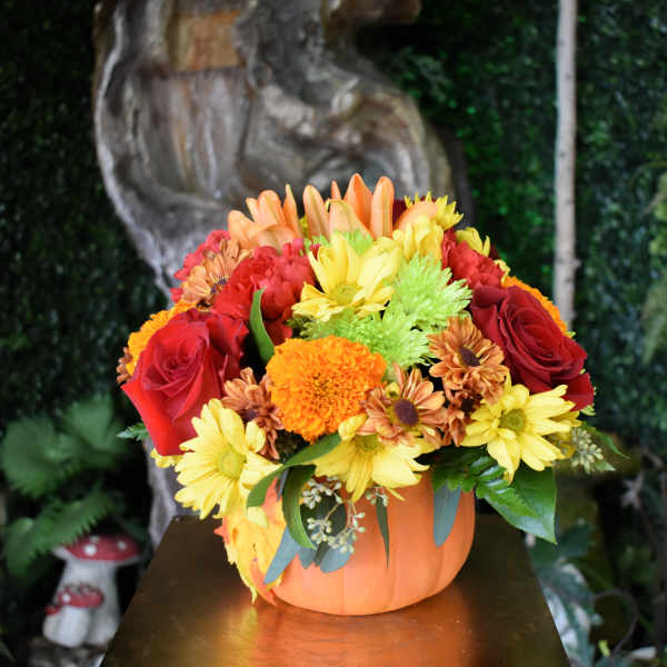 Gathering pumpkin