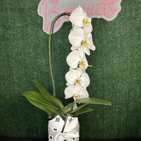 White Orchid