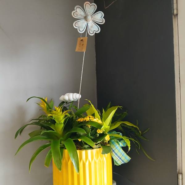 Mixed Plant with slow drip rain cloud