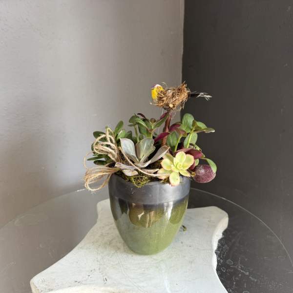Bird nest plant