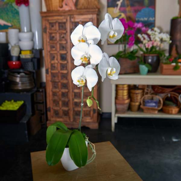 SIMPLY ORCHID