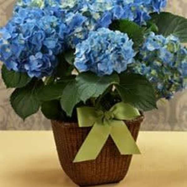 Blue Hydrangea Potted Plant Basket