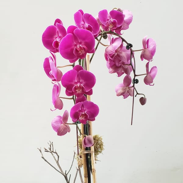 Purple Orchid Delight