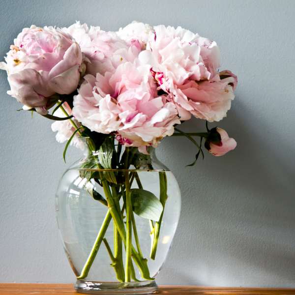 Pink peonies in a clear glass vase