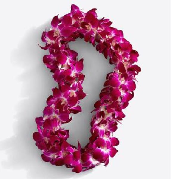 Magenta orchid lei on a white background
