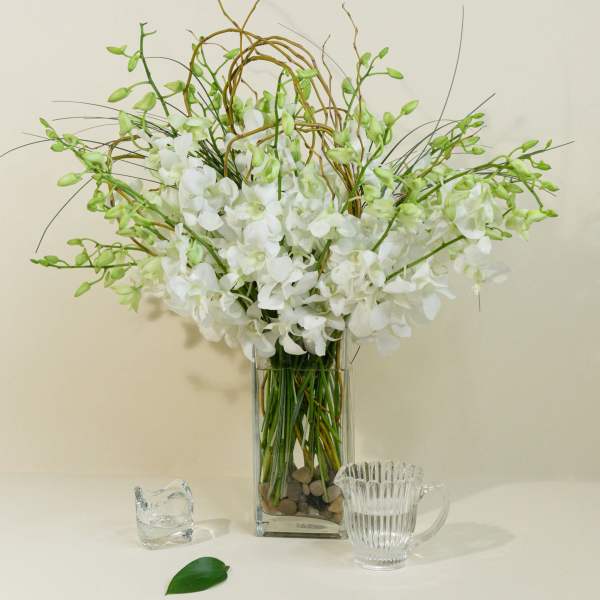 White Dendrobium Orchids